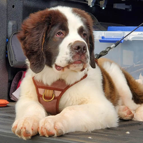 are-saint-bernards-good-family-dogs-6