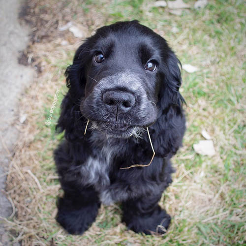 cocker-spaniel-dog-breed-10