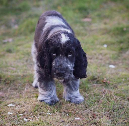 cocker-spaniel-dog-breed-3