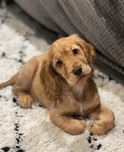 cocker-spaniel-dog-breed-5