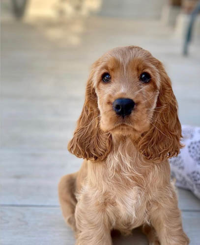 cocker-spaniel-dog-breed-7