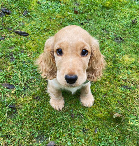 cocker-spaniel-dog-breed-9