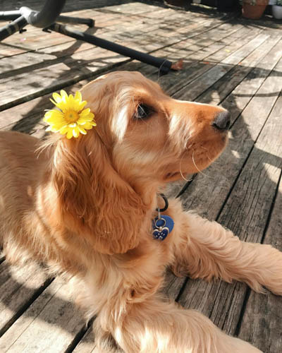 cocker-spaniel-dog-breed