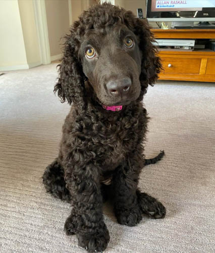 dog-breeds-with-curly-hai-Irish-water-spaniel