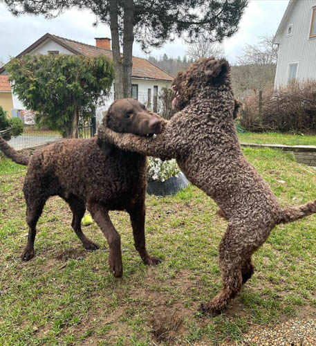 dog-breeds-with-curly-hai-curly-coated-retrievers