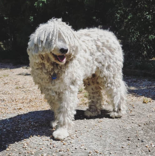 dog-breeds-with-curly-hai-komondor