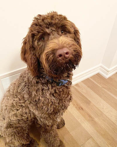 dog-breeds-with-curly-hai-portuguese-water-dog