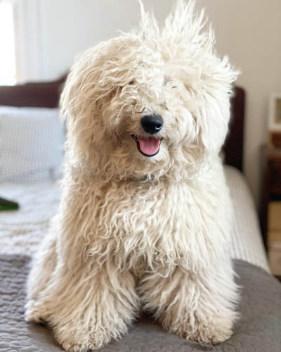 dog-breeds-with-curly-hai-puli