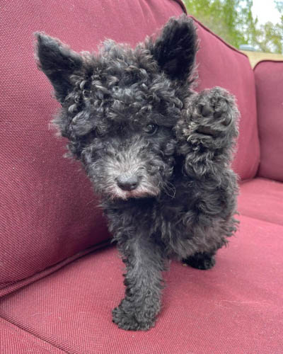 dog-breeds-with-curly-hai-pumi