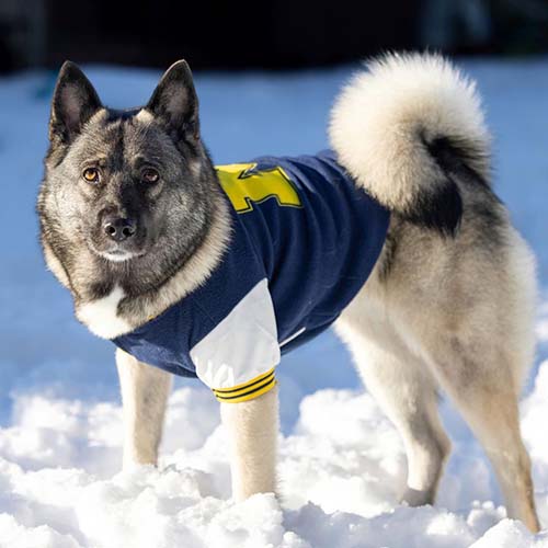 dog-breeds-with-curly-tails-norwegian-elkhound