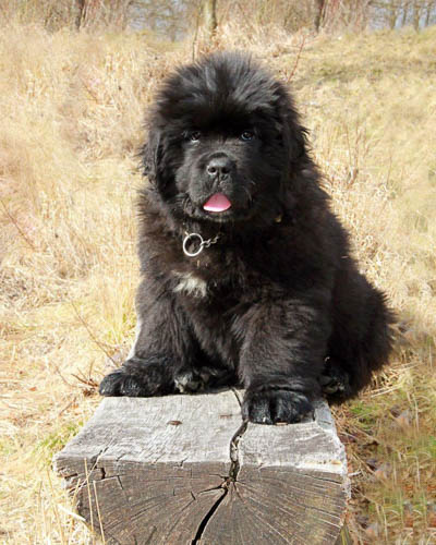 newfoundland-dog-breed-3