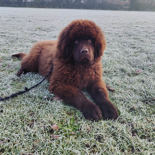 newfoundland-dog-breed-5