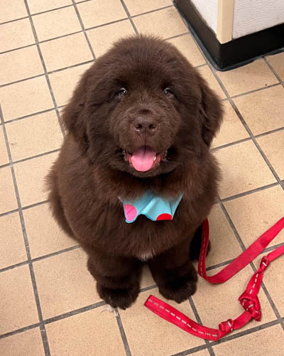 newfoundland-dog-breed-6