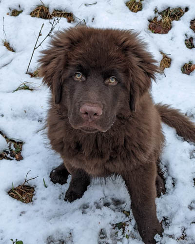 newfoundland-dog-breed-7