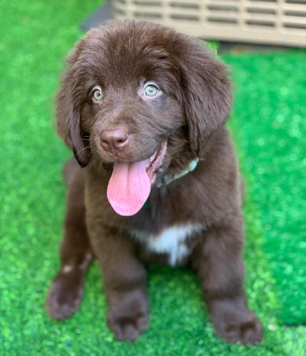 newfoundland-dog-breed-8