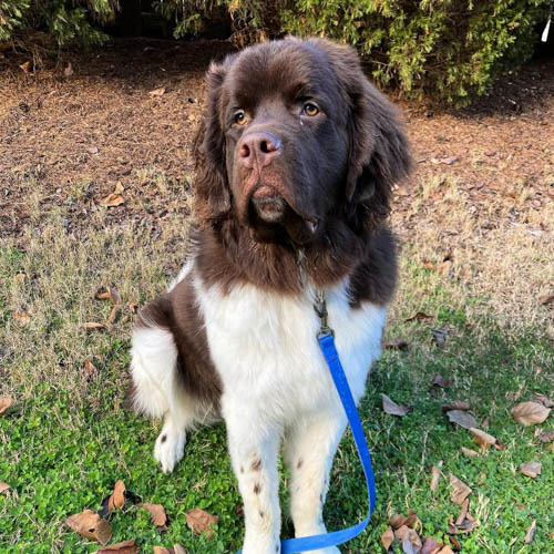 newfoundland-dog-breed