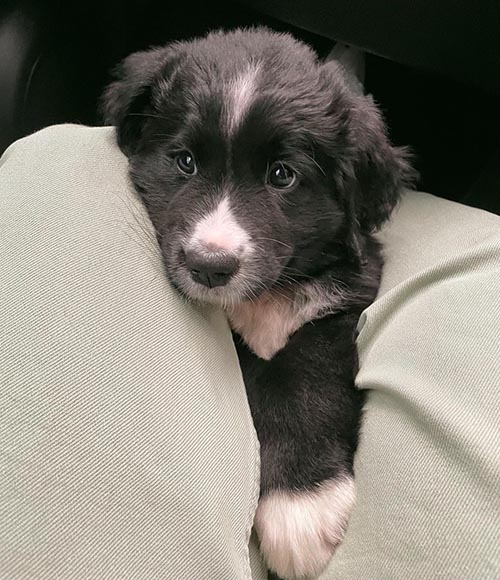 newfoundland-black-white-dog-breeds