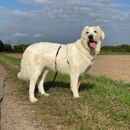 polish-tatra-sheepdog-dog-breed-3