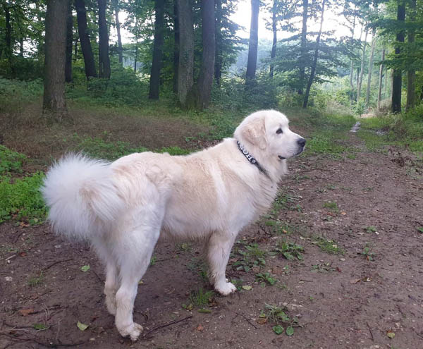 polish-tatra-sheepdog-dog-breed-4