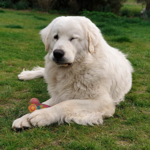 polish-tatra-sheepdog-dog-breed-5