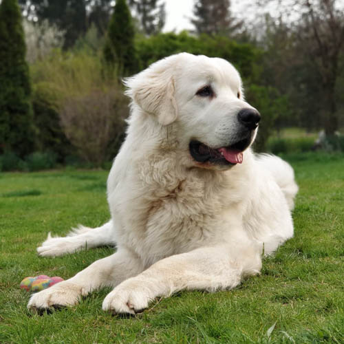 polish-tatra-sheepdog-dog-breed-7