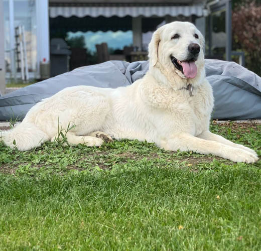 polish-tatra-sheepdog-dog-breed