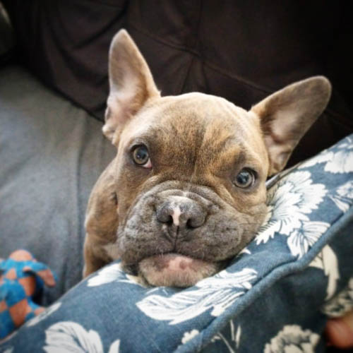 valley-bulldog-boxer-english-bulldog-mix