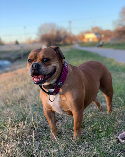 valley-bulldog-boxer-english-bulldog-mix-3