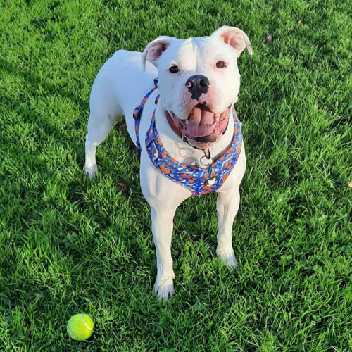 valley-bulldog-boxer-english-bulldog-mix-4