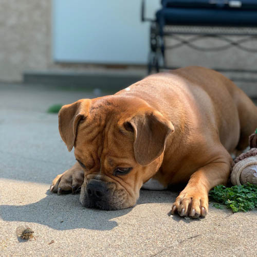 valley-bulldog-boxer-english-bulldog-mix-7