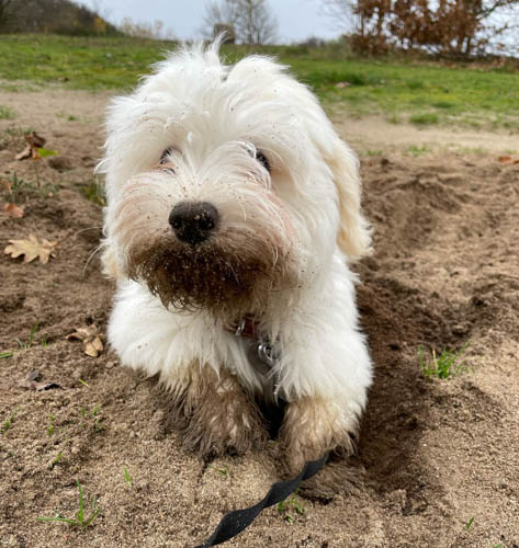 why-do-dogs-dig-4