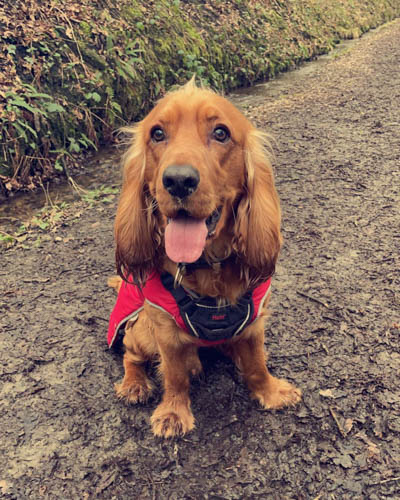 cocker-spaniel-dog-colors-4