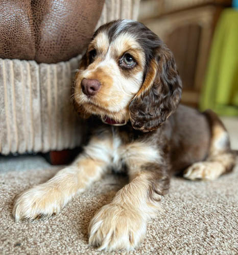 cocker-spaniel-dog-colors-7