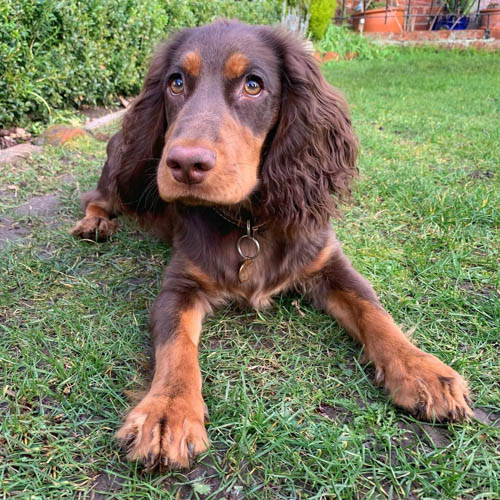 cocker-spaniel-dog-colors