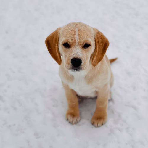 golden-retrievers-mixed-dog-breeds-beago