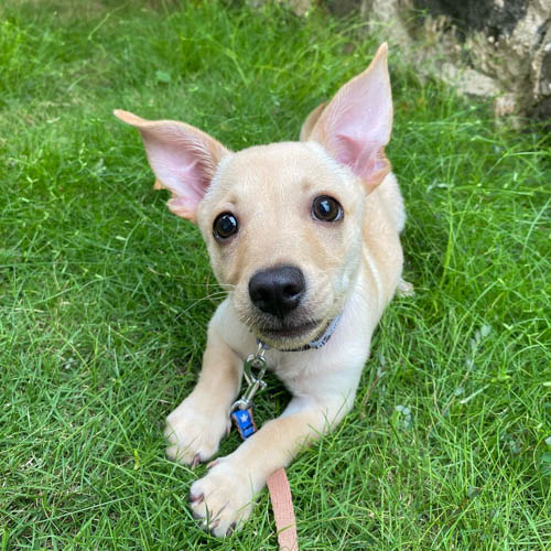 golden-retrievers-mixed-dog-breedsgolden-chi