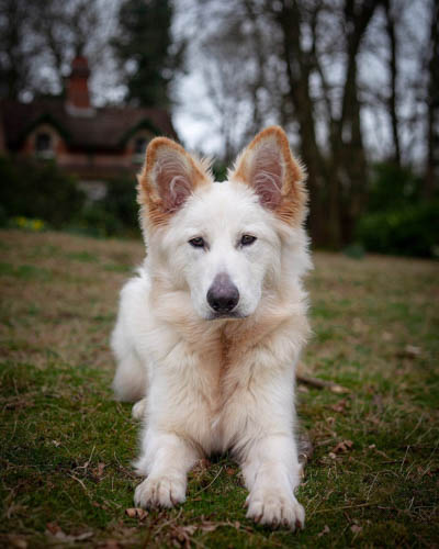 golden-retrievers-mixed-dog-breeds-golden-shepherd