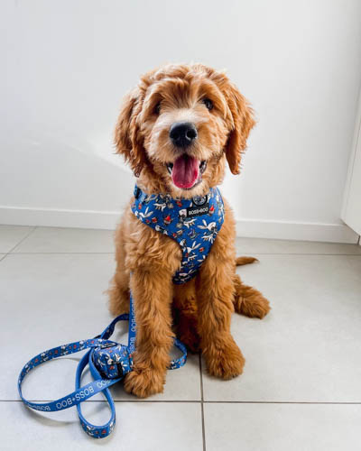 golden-retrievers-mixed-dog-breedsgoldendoodle