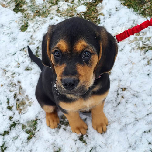 golden-retrievers-mixed-dog-breedsgoldenweiler