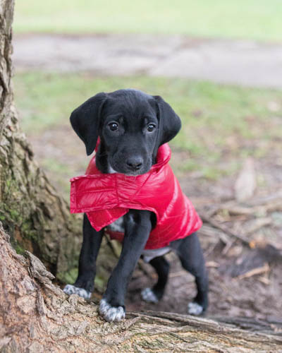 golden-retrievers-mixed-dog-breeds-goldmation