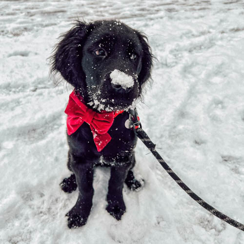 golden-retrievers-mixed-dog-breedsspangold-retriever