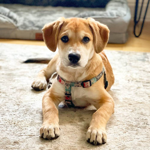 labrador-mixed-breeds-Beagador