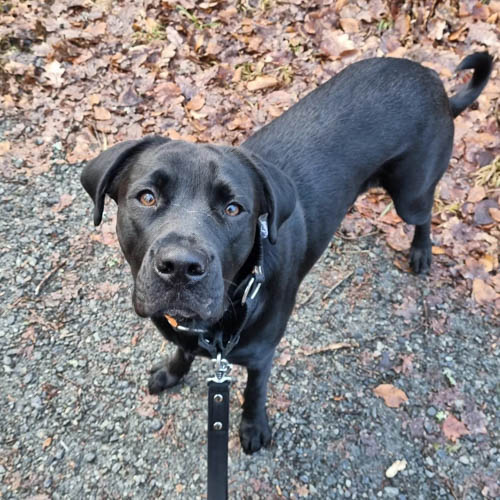 labrador-mixed-breeds-Boxador