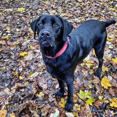 labrador-mixed-breeds-French-Labrador