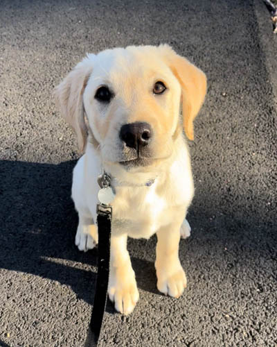 labrador-mixed-breeds-Goldador