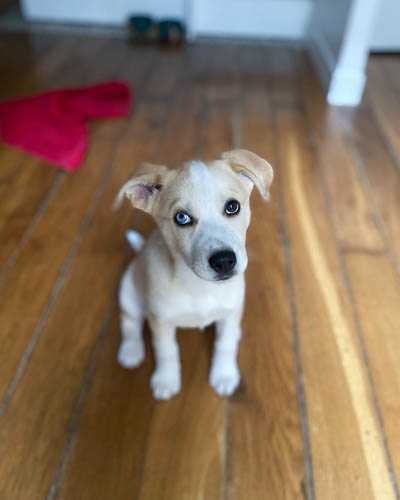 labrador-mixed-breeds-Huskador