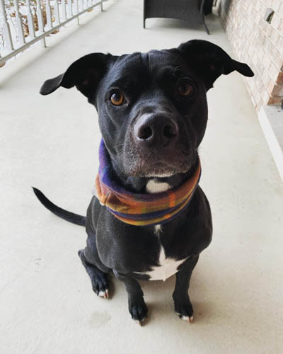 labrador-mixed-breeds-Labrabull