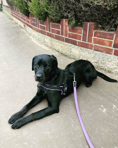 labrador-mixed-breeds-Labrottie