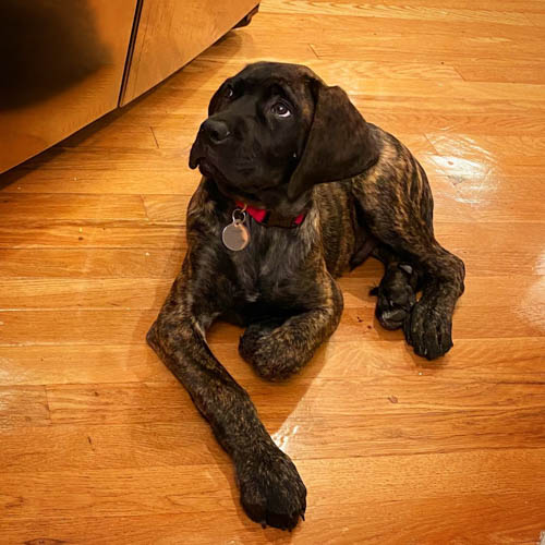 labrador-mixed-breeds-Mastador