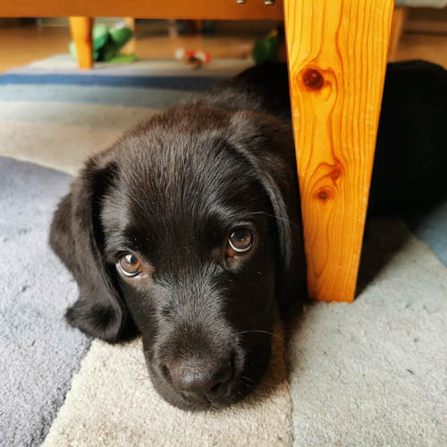 labrador-mixed-breeds-Springador